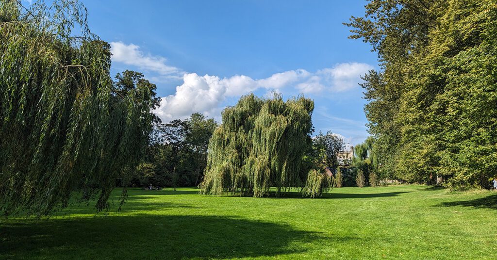 This is an image of willow trees on the Christ Church College grounds at the University of Oxford.
