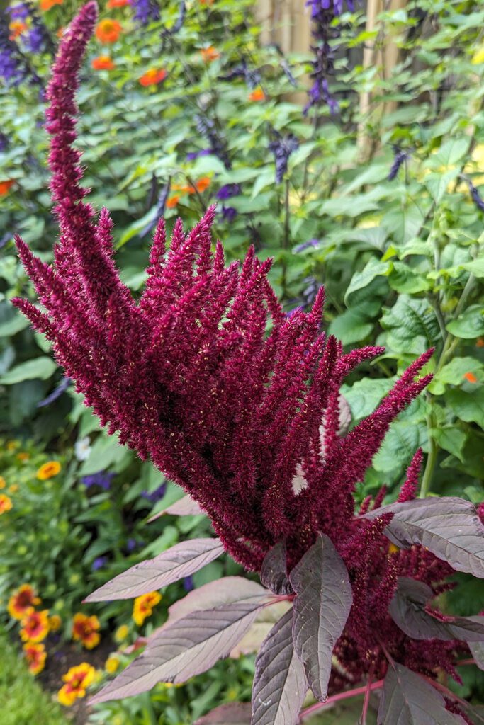 This is image of a purple amaranth on the Balliol College grounds.